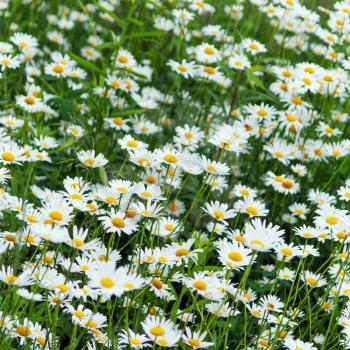 green flowering meadow with white daisies