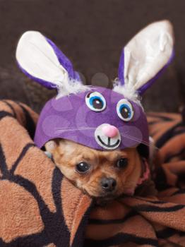 Red chihuahua dog dressed as a rabbit.