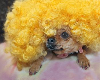 Red chihuahua dog in yellow wig.