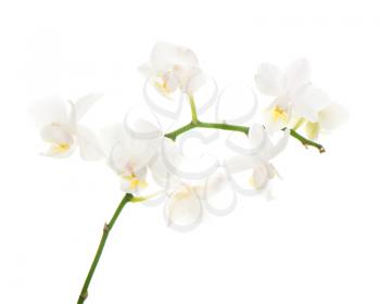white orchid arrangement centerpiece isolated on white background