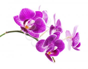Rare purple orchid isolated on white background.