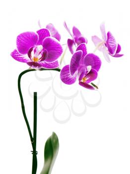 Purple orchid isolated on white background.