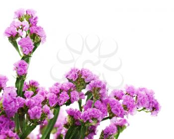 Bouquet from purple statice flowers arrangement isolated on white background. Selective focus.