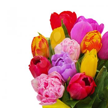 Fragment of floral bouquet from colorful tulips isolated on white background.