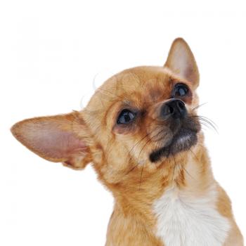 Red chihuahua dog isolated on white background. Closeup.