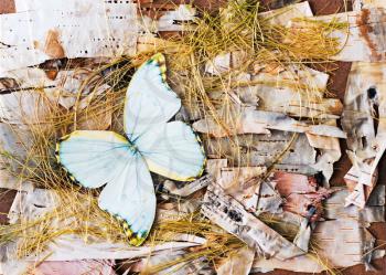 Abstract composition from butterflies, birch bark and straw.