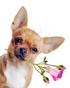 Chihuahua dog with rose isolated on white background