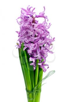 Bouquet from hyacinth isolated on white background.