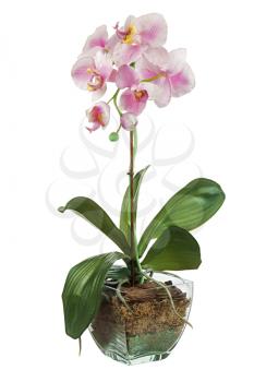 Orchid in glass flowerpot isolated on white background. Closeup.