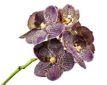 Dark tiger orchid isolated on white background. Closeup.