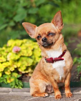 Red chihuahua dog sits on a granite pedestal. Seleсtive focus.