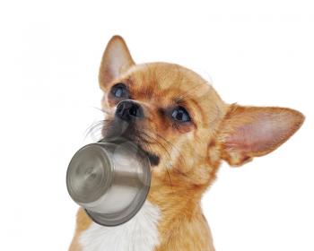 Red chihuahua dog with bowl isolated on white background. Closeup.