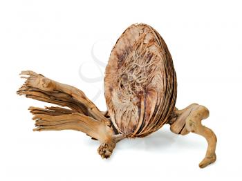 abstract still life with dried fruit of a tropical tree and an old piece of wood