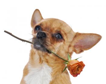 Red chihuahua dog with rose isolated on white background. Closeup.