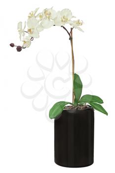 Orchid in black flowerpot isolated on white background. Closeup.