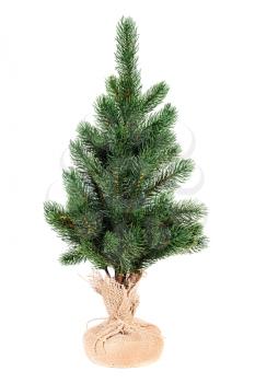Fir tree for Christmas isolated on white background. 
