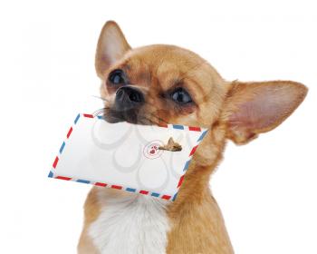 Royalty Free Photo of a Chihuahua With an Airmail Envelope