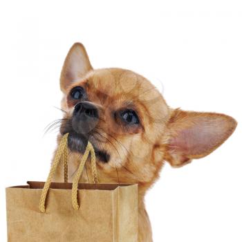 Royalty Free Photo of a Dog Holding a Paper Bag
