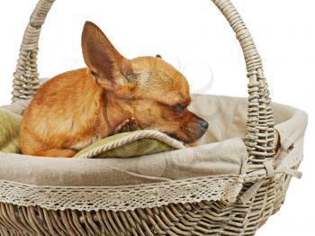 Sleeping red chihuahua dog in wicker basket. Closeup. 
