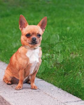 Chihuahua dog sitting on a background of green grass and looking ahead. Closeup.