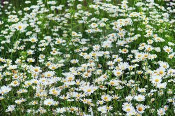Green flowering meadow with white daisies. Selective focus.