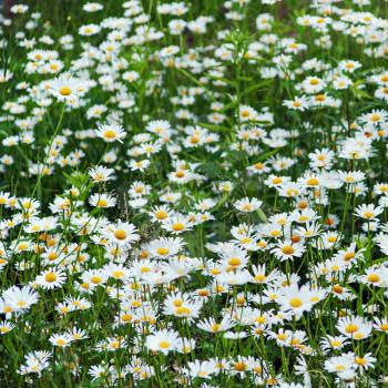 Green flowering meadow with white daisies. Selective focus.