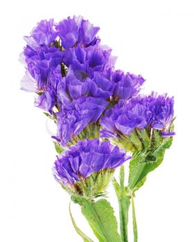 Macro shot of purple statice flowers isolated on white background.