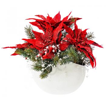 Poinsettia plant with spruce branches in vase isolated on white background. Closeup.