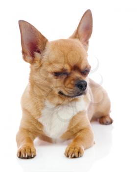 Red chihuahua dog with closed eyes isolated on white background. Closeup.