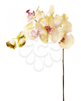 Artificial orchids isolated on white background. Closeup.