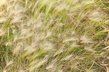 Autumn dry grass with blurry background. Closeup.