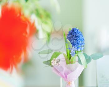Bouquet from hyacinth flower on nature background. Closeup.