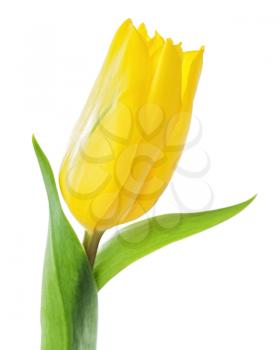 Single yellow tulip isolated on white background. Closeup.