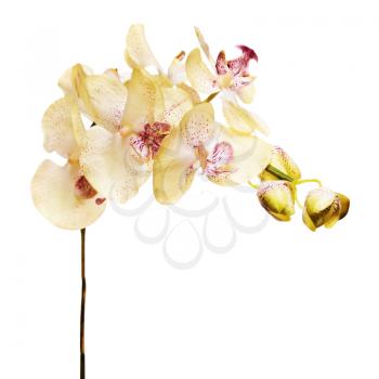 Artificial orchids isolated on white background. Closeup.