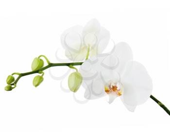 White orchid isolated on white background. Closeup.