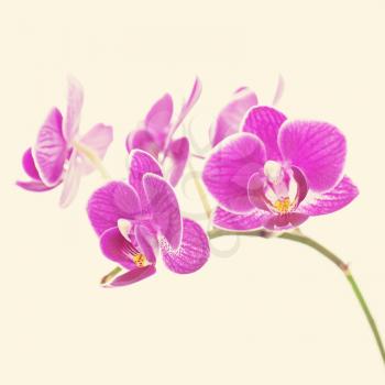 Rare purple orchid with retro filter effect. Closeup.