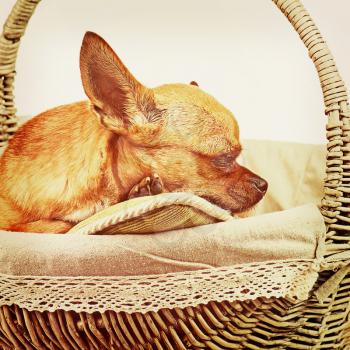 Sleeping red chihuahua dog in wicker basket with retro filter effect. Closeup. 