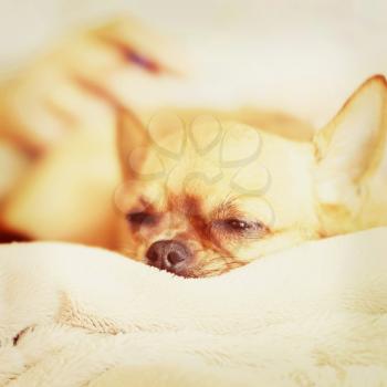 Sleeping red chihuahua dog on beige background with retro filter effect. Closeup.