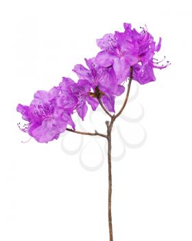 Purple rhododendron flowers (Labrador tea) on branch isolated on white background.