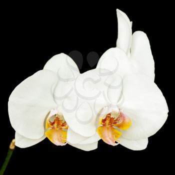 White orchid on black background. Closeup.