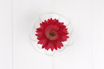 Red gerbera flower in cup and sauce on white wooden  background. Closeup.