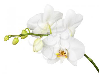 Three day old white orchid isolated on white background. Closeup.