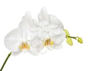 Fife day old white orchid isolated on white background. Closeup.