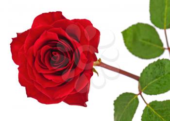 Red rose with leaves isolated on white background. Closeup.