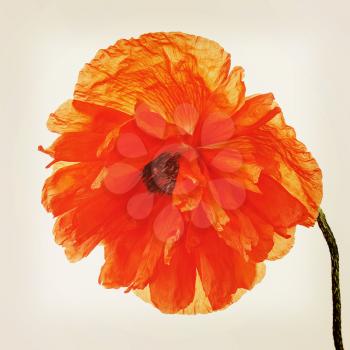 Single poppy flower with retro filter effect. Closeup.