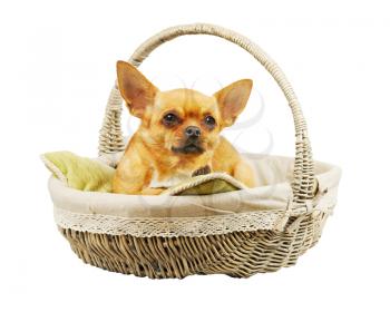 Red chihuahua dog in wicker basket. Closeup.