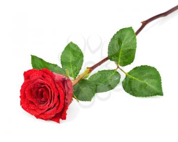 Red Rose with Leaves Isolated on White Background. Closeup.