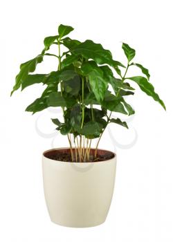 Coffee tree (Arabica Plant) in flower pot isolated on white background. Closeup.