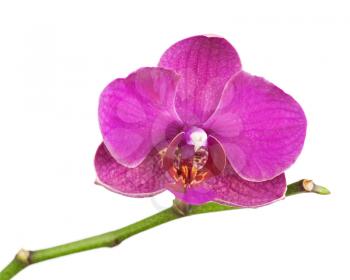 Very rare purple orchid isolated on white background. Closeup.