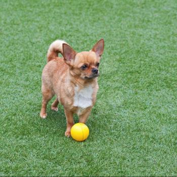 Red chihuahua dog and yellow ball on green grass. 